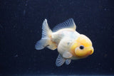 Yuan Bao Oranda Lemon Head Calico 4 Inch (ID#1220Yb10b-63) Free2Day SHIPPING