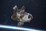 Juvenile Thai Oranda  Panda 3.5 Inch (ID#1008To13b-88) Free2Day SHIPPING