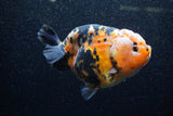 Jumbo Milk Cow Ranchu  Calico 4.5 Inch (ID#1206R9a-112)