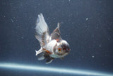 Juvenile Thai Oranda  Panda 4 Inch (ID#1011To13b-85) Free2Day SHIPPING