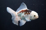 Thai Oranda  Panda 5 Inch (ID#920R12c-101) Free2Day SHIPPING