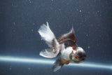 Juvenile Thai Oranda  Panda 4 Inch (ID#1011To13b-85) Free2Day SHIPPING