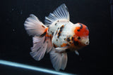 Giant Thai Oranda  Calico 7.5 Inch (ID#1227T13a-108)