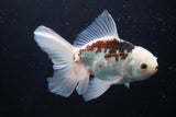 Thai Oranda  Panda 5 Inch (ID#920R12c-101) Free2Day SHIPPING