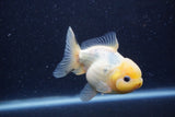 Yuan Bao Oranda Lemon Head Calico 4 Inch (ID#1220Yb10b-63) Free2Day SHIPPING