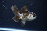 Juvenile Thai Oranda  Panda 3.5 Inch (ID#1008To13b-88) Free2Day SHIPPING