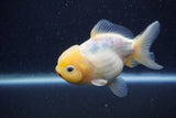 Yuan Bao Oranda Lemon Head Calico 4 Inch (ID#1220Yb10b-63) Free2Day SHIPPING