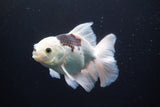 Thai Oranda  Panda 5 Inch (ID#920R12c-101) Free2Day SHIPPING