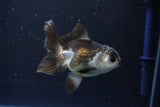 Juvenile Thai Oranda  Panda 3.5 Inch (ID#1008To13b-88) Free2Day SHIPPING