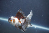 Juvenile Thai Oranda  Panda 4 Inch (ID#1011To13b-85) Free2Day SHIPPING