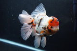 Giant Thai Oranda  Calico 7.5 Inch (ID#1227T13a-108)