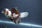 Juvenile Thai Oranda  Panda 4 Inch (ID#1011To13b-85) Free2Day SHIPPING