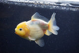 Yuan Bao Oranda Lemon Head Calico 4 Inch (ID#1220Yb10b-63) Free2Day SHIPPING