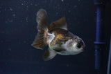 Juvenile Thai Oranda  Panda 3.5 Inch (ID#1008To13b-88) Free2Day SHIPPING