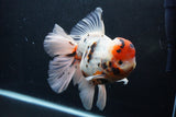 Giant Thai Oranda  Calico 7.5 Inch (ID#1227T13a-108)