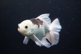 Thai Oranda  Panda 5 Inch (ID#920R12c-101) Free2Day SHIPPING