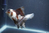 Juvenile Thai Oranda  Panda 4 Inch (ID#1011To13b-85) Free2Day SHIPPING