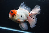 Giant Thai Oranda  Calico 7.5 Inch (ID#1227T13a-108)