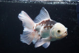 Thai Oranda  Panda 5 Inch (ID#920R12c-101) Free2Day SHIPPING