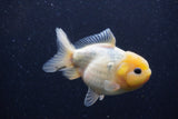 Yuan Bao Oranda Lemon Head Calico 4 Inch (ID#1220Yb10b-63) Free2Day SHIPPING