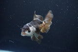 Juvenile Thai Oranda  Panda 3.5 Inch (ID#1008To13b-88) Free2Day SHIPPING