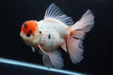 Giant Thai Oranda  Calico 7.5 Inch (ID#1227T13a-108)