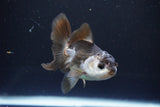 Juvenile Thai Oranda  Panda 3.5 Inch (ID#1008To13b-88) Free2Day SHIPPING