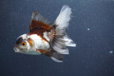 Juvenile Thai Oranda  Panda 4 Inch (ID#1011To13b-85) Free2Day SHIPPING