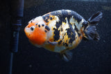 Jumbo Milk Cow Ranchu  Calico 5 Inch (ID#1210R9a-113)