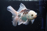 Thai Oranda  Panda 5 Inch (ID#920R12c-101) Free2Day SHIPPING