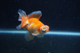 Butterfly  Calico 3.5 Inch (ID#304B8b-52) Free2Day SHIPPING