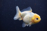 Yuan Bao Oranda Lemon Head Calico 4 Inch (ID#1220Yb10b-63) Free2Day SHIPPING