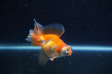 Butterfly  Calico 3.5 Inch (ID#304B8b-52) Free2Day SHIPPING