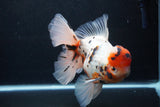 Giant Thai Oranda  Calico 7.5 Inch (ID#1227T13a-108)