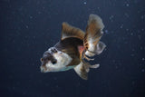 Juvenile Thai Oranda  Panda 3.5 Inch (ID#1008To13bPT4-88) Free2Day SHIPPING