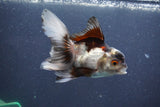 Juvenile Thai Oranda  Panda 4 Inch (ID#1011To13b-85) Free2Day SHIPPING