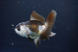 Juvenile Thai Oranda  Panda 3.5 Inch (ID#1008To13b-88) Free2Day SHIPPING