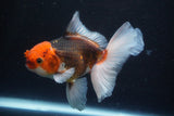 Thai Oranda  Tricolor 5 Inch (ID#920R12c-102) Free2Day SHIPPING