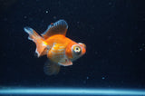 Butterfly  Calico 3.5 Inch (ID#304B8b-52) Free2Day SHIPPING