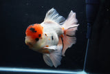 Giant Thai Oranda  Calico 7.5 Inch (ID#1227T13a-108)