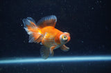 Butterfly  Calico 3.5 Inch (ID#304B8b-52) Free2Day SHIPPING