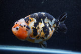 Jumbo Milk Cow Ranchu  Calico 5 Inch (ID#1210R9a-113)