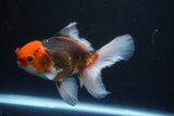 Thai Oranda  Tricolor 5 Inch (ID#920R12c-102) Free2Day SHIPPING