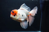 Giant Thai Oranda  Calico 7.5 Inch (ID#1227T13a-108)