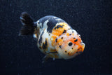 Jumbo Milk Cow Ranchu  Calico 5 Inch (ID#1210R9a-113)