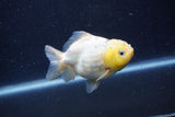 Yuan Bao Oranda Lemon Calico 4 Inch (ID#1220Yb10b-64) Free2Day SHIPPING