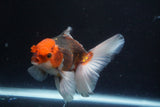 Thai Oranda  Tricolor 5 Inch (ID#920R12c-102) Free2Day SHIPPING