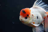 Giant Thai Oranda  Calico 7.5 Inch (ID#1227T13a-108)