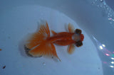 Butterfly  Red White 3.5 Inch (ID#401B8b-43) Free2Day SHIPPING