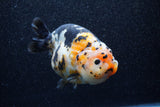 Jumbo Milk Cow Ranchu  Calico 5 Inch (ID#1210R9a-113)